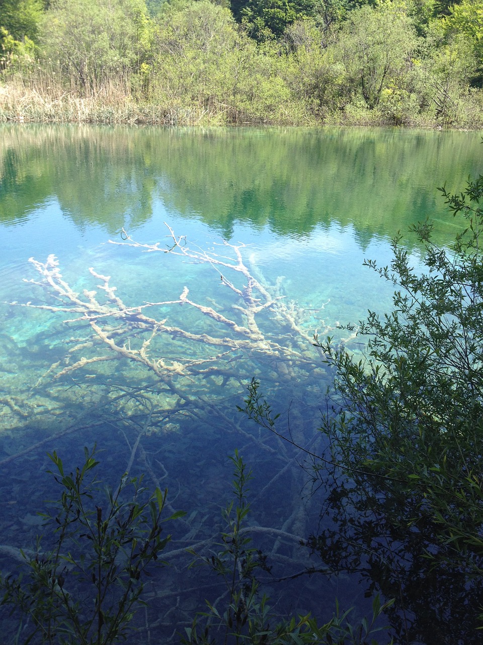 Plitvice Ežerų Nacionalinis Parkas, Kroatija, Ežeras, Medis, Nusileidęs Medis, Švarus Vanduo, Nemokamos Nuotraukos,  Nemokama Licenzija