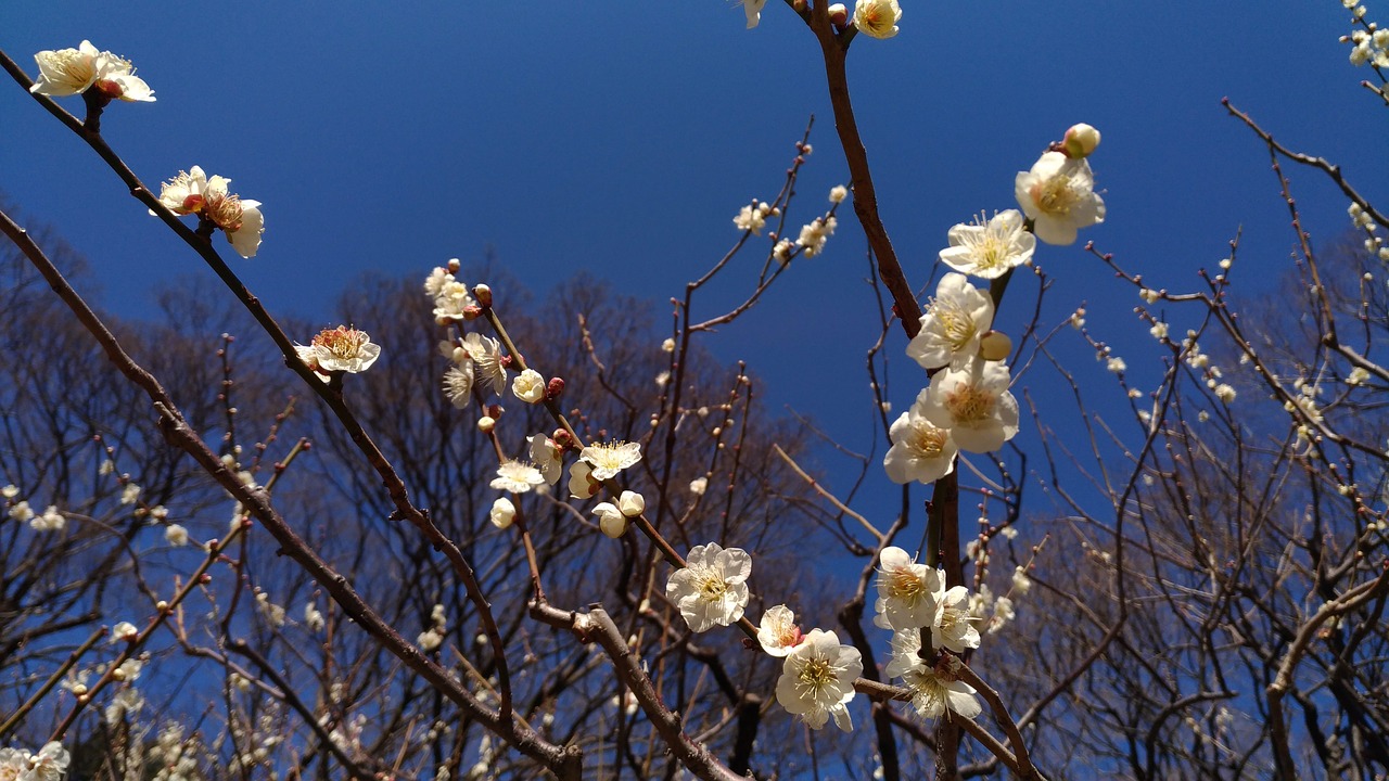 Slyva, Baltos Gėlės, Pavasaris, Korakuen, Japonija, Nemokamos Nuotraukos,  Nemokama Licenzija