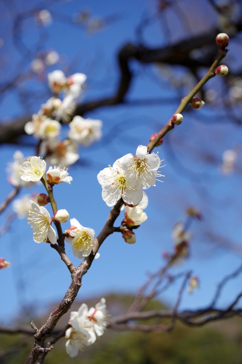 Slyva, Augalas, Gėlės, Arboretum, Pavasario Gėlės, Pavasaris, Natūralus, Japonija, Pilnai Žydėti, Nemokamos Nuotraukos