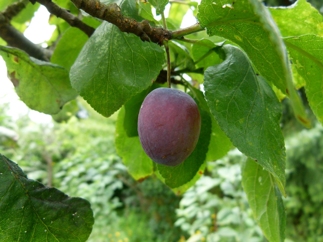 Slyva, Medis, Nokinimas, Filialas, Vaisiai, Augalas, Žemdirbystė, Violetinė, Šviežias, Sodas