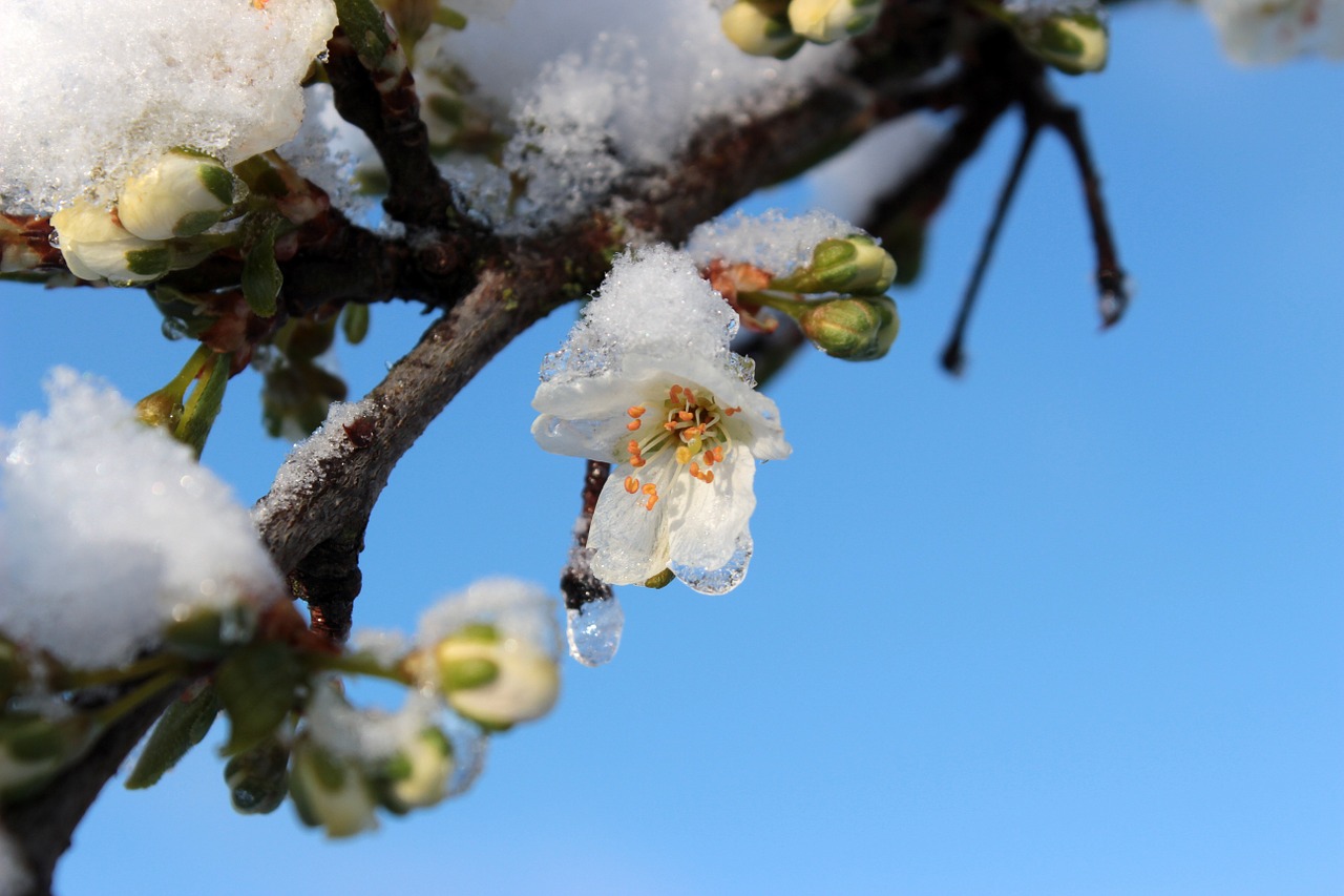 Slyvų Medis, Prunus Domestica, Slyvos Žiedas, Slyvų Pumpurai, Lapai, Žydintys Stiebai, Filialai, Sniegas, Šaltis, Šaltas