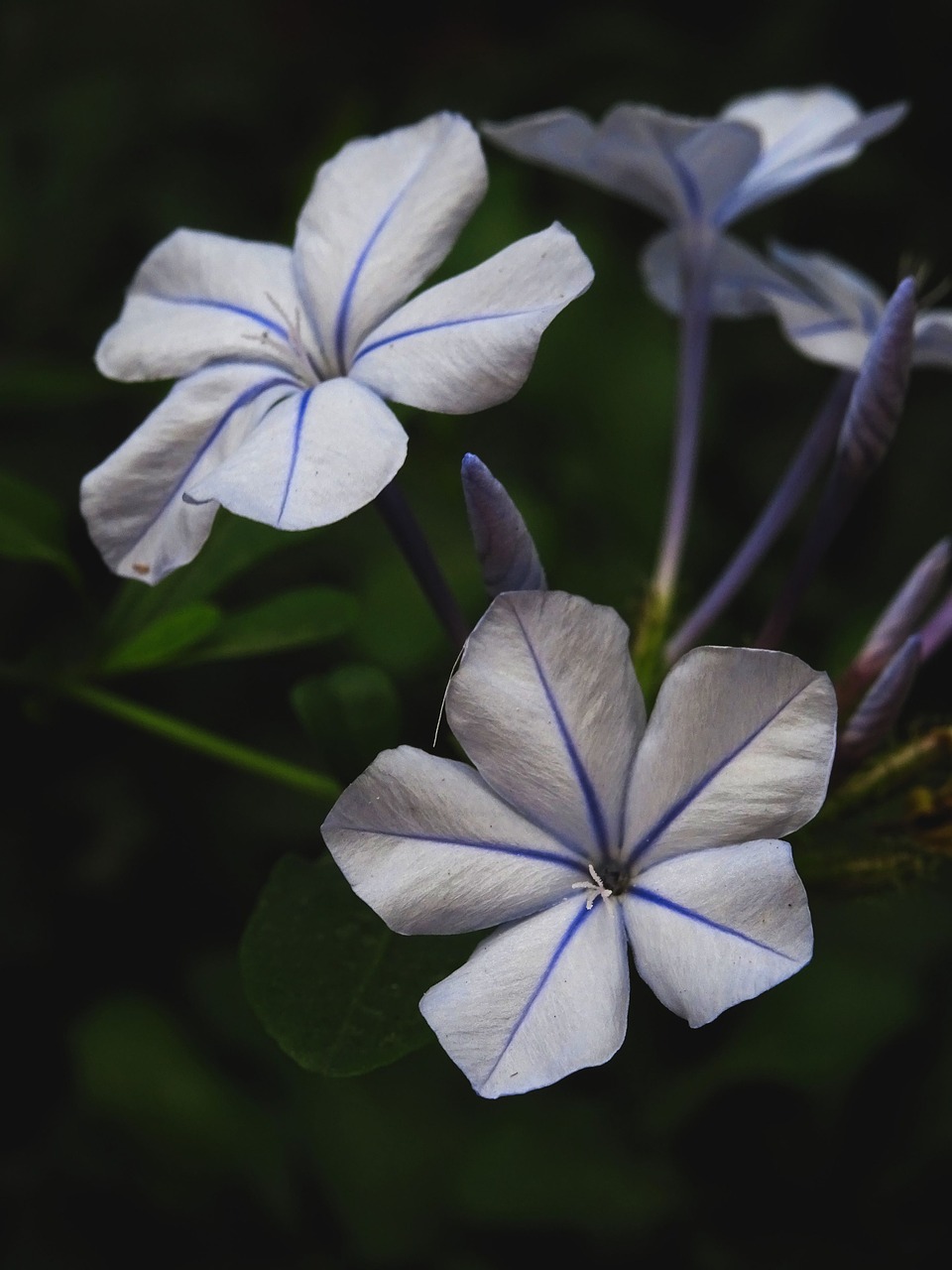 Plumbago, Violetinė, Gėlė, Purpurinė Gėlė, Pavasaris, Gėlė Violetinė, Cape Europaea, Mėlynas, Violetinė, Nemokamos Nuotraukos