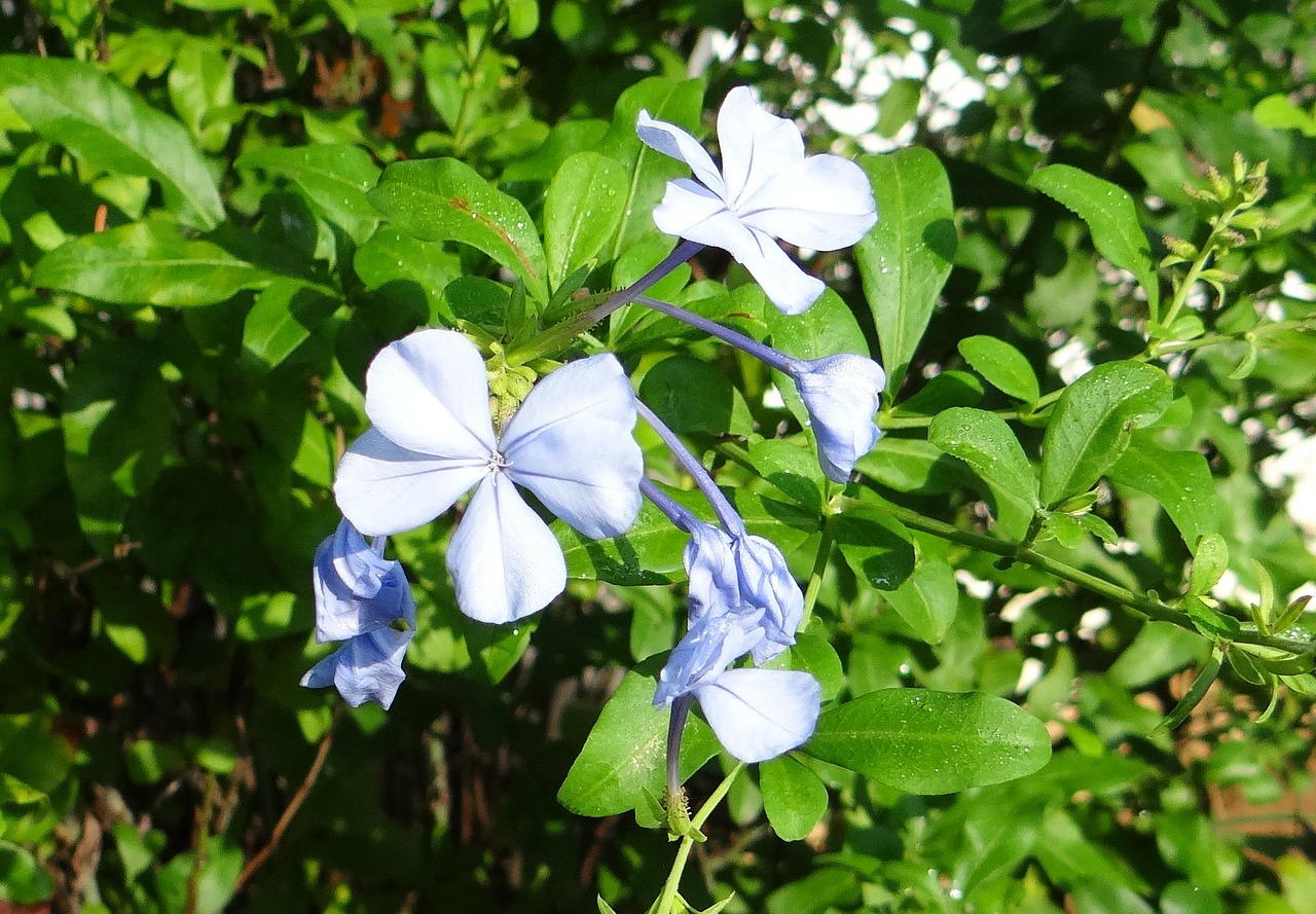 Plumbago, Viršukalnė, Nila Chitrak, Gėlė, Mėlynas, Plumbago Auriculata, Plumbaginaceae, Plumbago Capensis, Kodagu, Indija