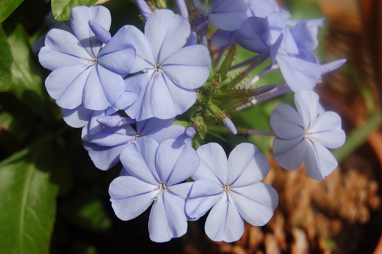 Plumbago,  Mėlynos Gėlės,  Žydi,  Gėlės Vasarą, Nemokamos Nuotraukos,  Nemokama Licenzija