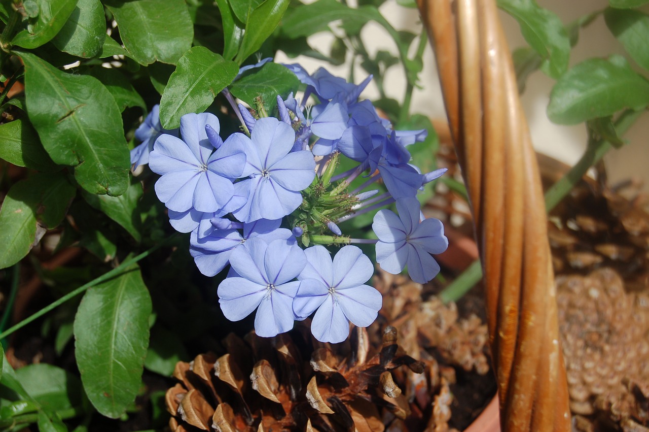 Plumbago,  Mėlyna Gėlė,  Žydi,  Vasara, Nemokamos Nuotraukos,  Nemokama Licenzija