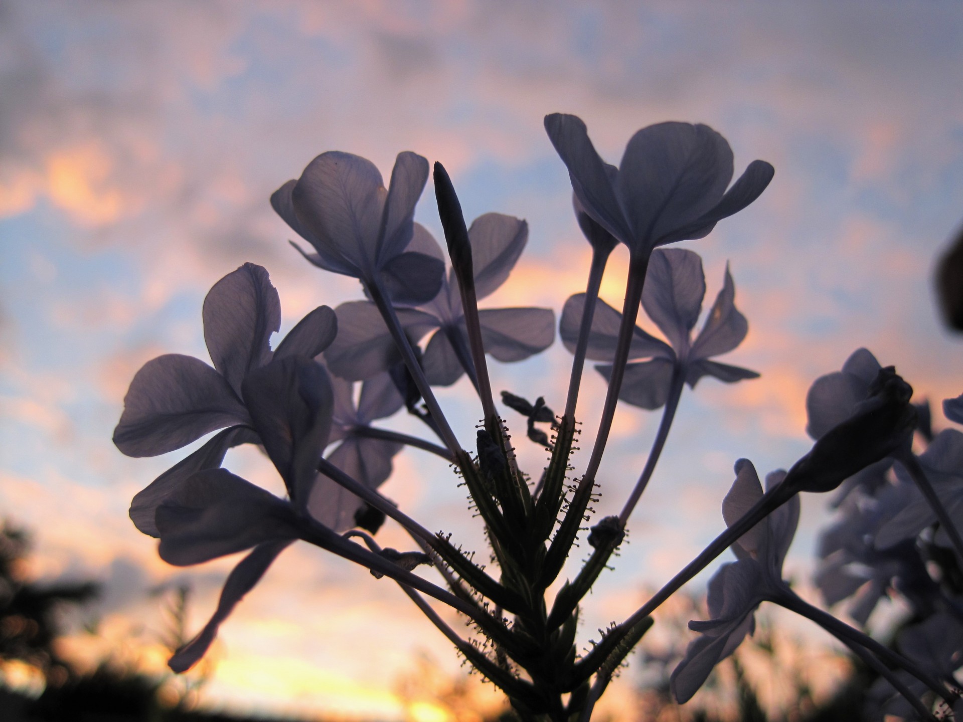 Plumbago,  Gėlės,  Mėlynas,  Skanėsto,  Subtilus,  Šviesus,  Dangus,  Plumbago Gėlės Prieš Saulėlydį, Nemokamos Nuotraukos,  Nemokama Licenzija