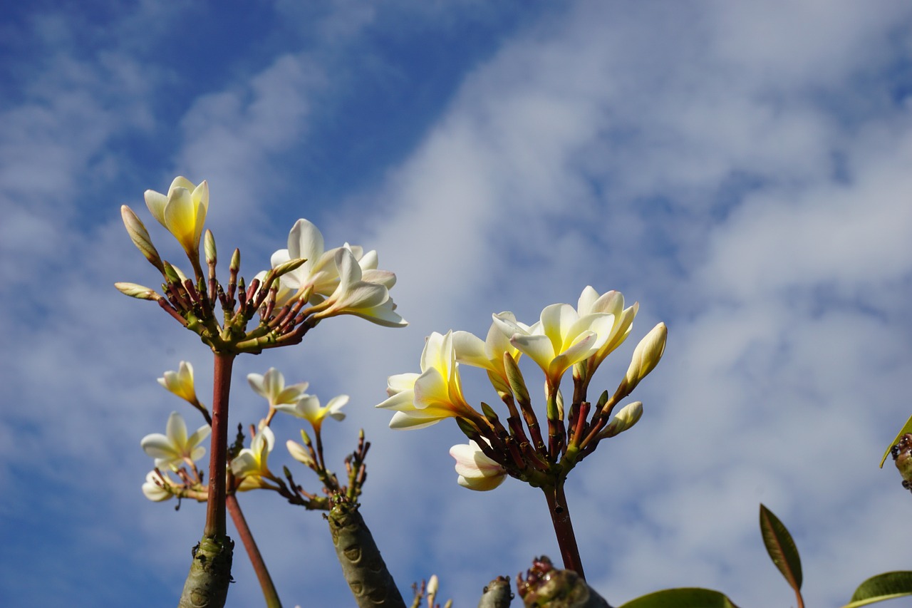 Plumeria, Balta, Bali, Mėlynas Dangus, Nemokamos Nuotraukos,  Nemokama Licenzija