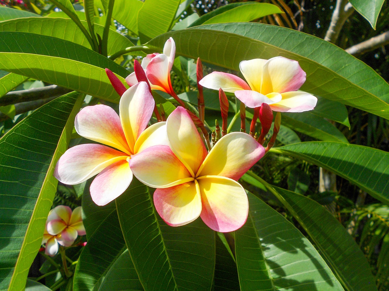 Plumeria, Gėlė, Atogrąžų, Balta, Geltona, Gamta, Havajų Kalba, Žydėti, Žiedas, Botanikos