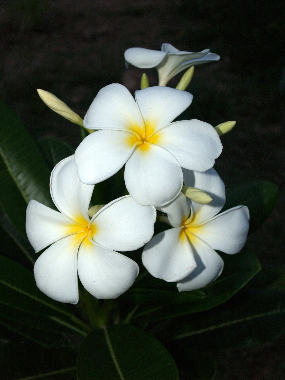 Plumeria, Iš Arti, Medis, Apdaila, Gėlių, Žiedlapis, Geltona, Frangipani, Atsipalaiduoti, Fonas