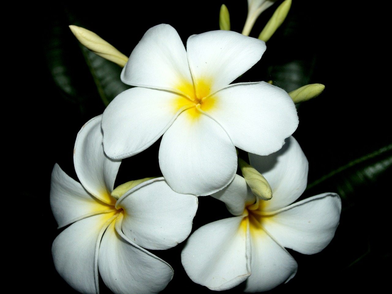 Plumeria, Iš Arti, Medis, Apdaila, Gėlių, Žiedlapis, Geltona, Frangipani, Atsipalaiduoti, Fonas