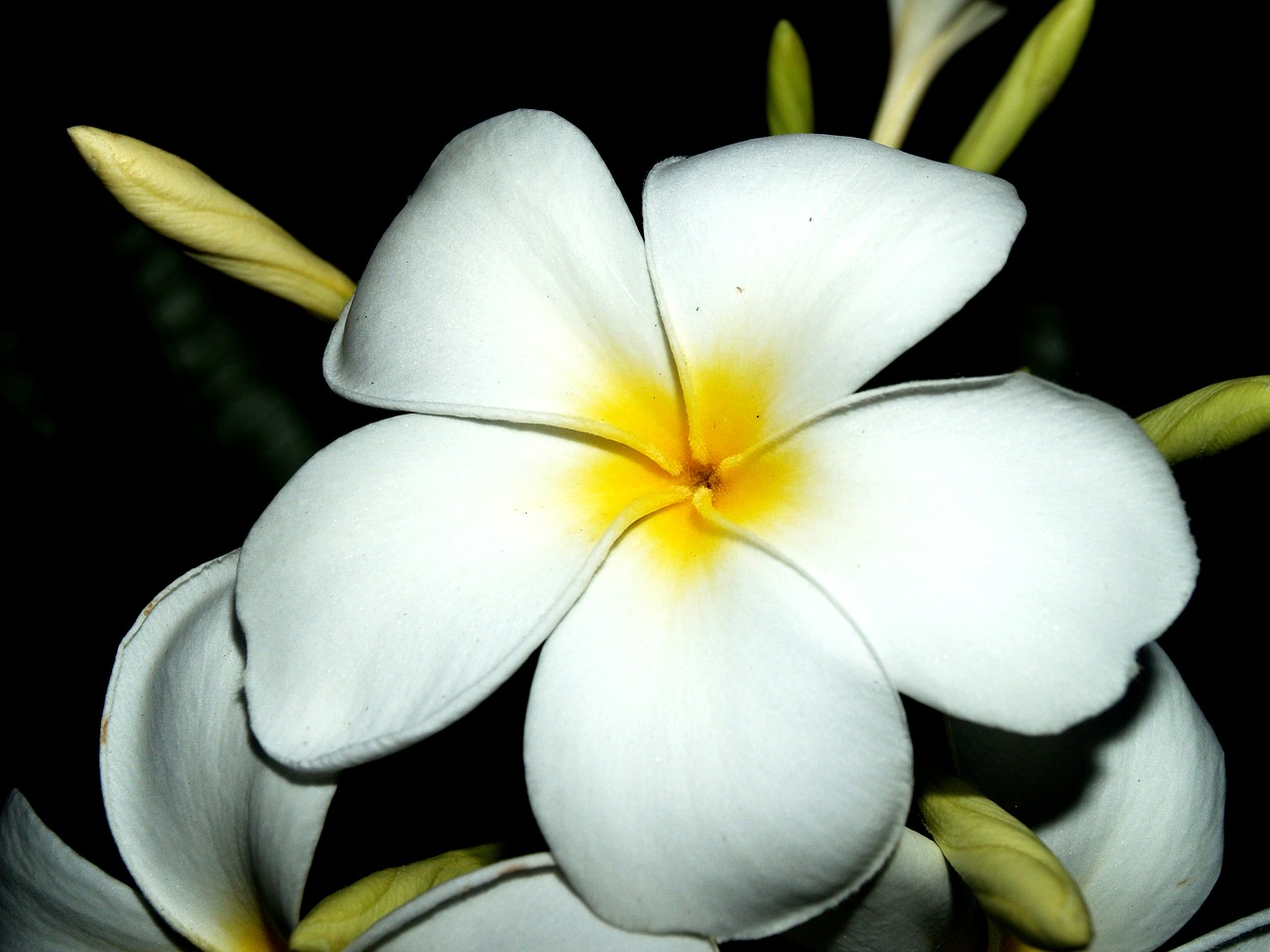 Plumeria, Iš Arti, Medis, Apdaila, Gėlių, Žiedlapis, Geltona, Frangipani, Atsipalaiduoti, Fonas