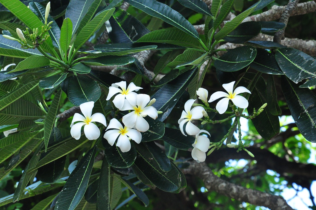 Plumeria, Augalas, Gėlės, Nemokamos Nuotraukos,  Nemokama Licenzija