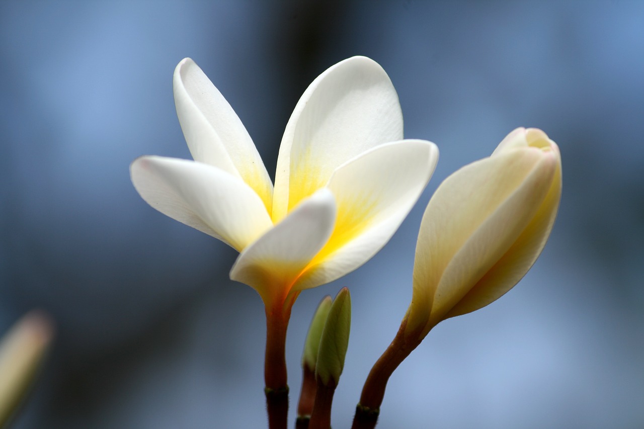 Plumeria, Žiedlapis, Gėlė, Gamta, Balta, Atogrąžų, Gėlių, Geltona, Egzotiškas, Natūralus