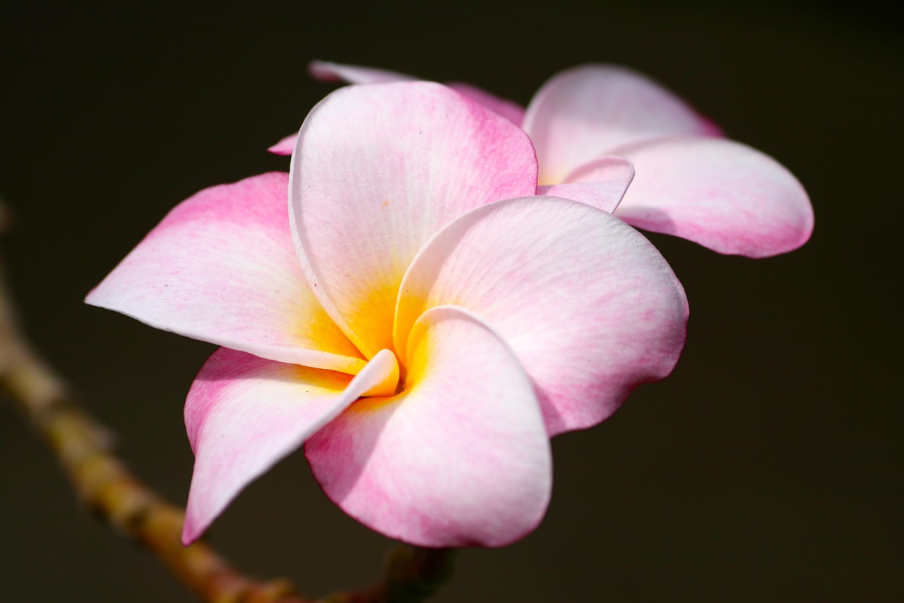 Plumeria, Rožinis, Atogrąžų, Gėlė, Gamta, Sodas, Žiedas, Botanikos, Hawaii, Žiedlapis