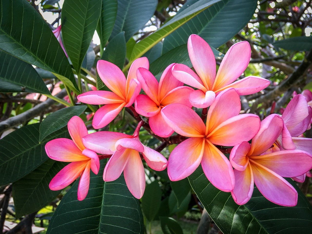 Plumeria, Gėlės, Frangipani, Egzotiškas, Gėlė, Flora, Rožinis, Atogrąžų, Nemokamos Nuotraukos,  Nemokama Licenzija