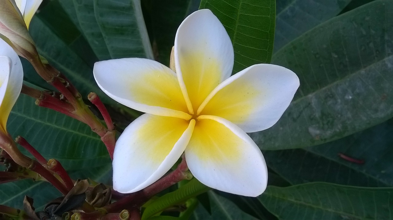 Plumeria, Gėlė, Žalias, Gamta, Pavasaris, Vasara, Natūralus, Nemokamos Nuotraukos,  Nemokama Licenzija