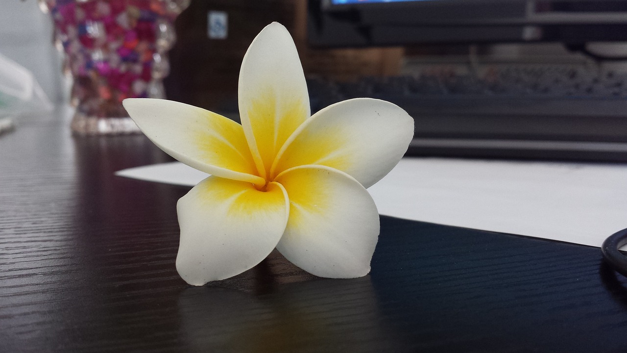 Plumeria, Balta Gėlė, Pasukti, Nemokamos Nuotraukos,  Nemokama Licenzija