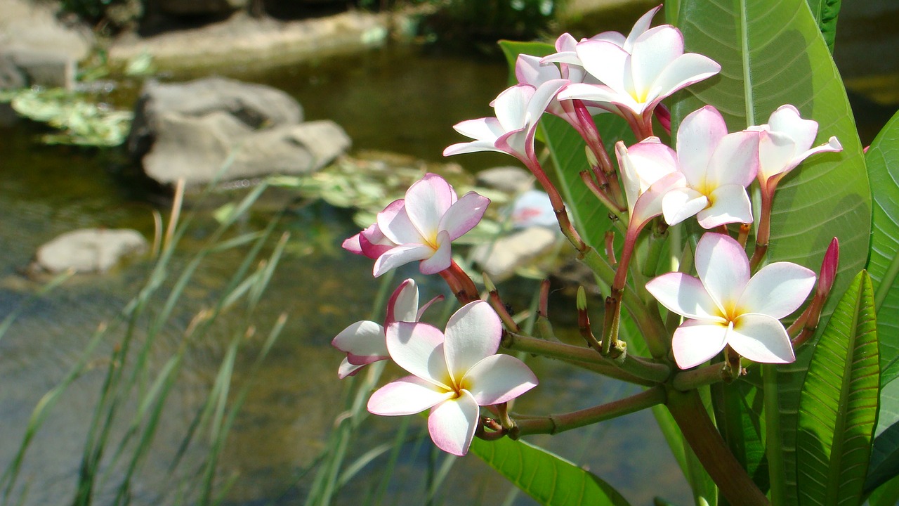 Plumeria, Tolimasis Rytas, Vasara, Nemokamos Nuotraukos,  Nemokama Licenzija