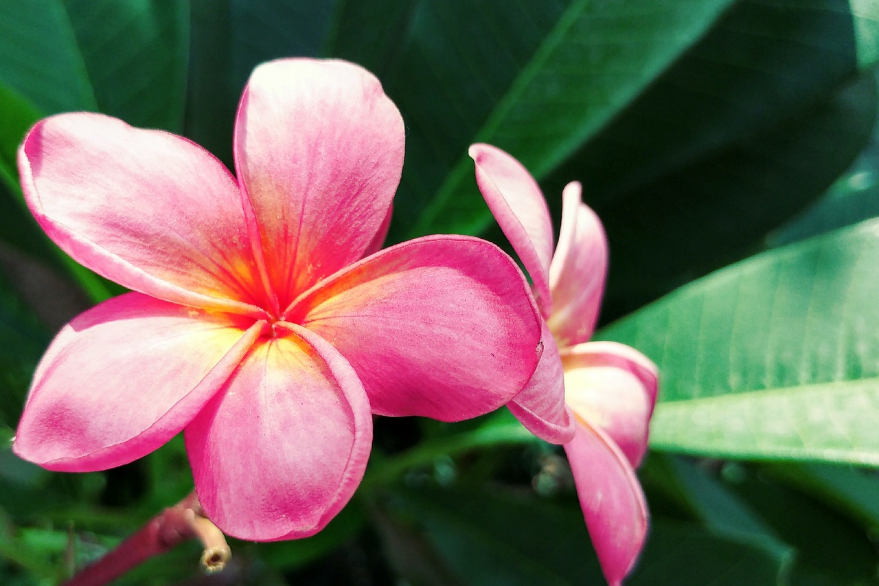 Plumeria, Frangipani, Rausvai Žiedlapis, Gėlė, Gamta, Flora, Atogrąžų, Lapai, Sodas, Nemokamos Nuotraukos