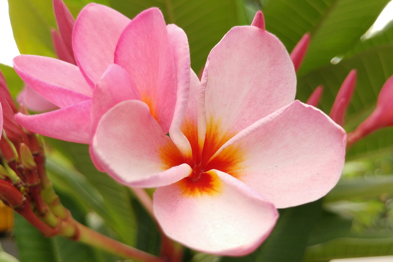 Plumeria, Frangipani, Rožinis Žiedlapis, Bali, Gėlė, Žiedas, Gamta, Aloha, Havajų Kalba, Natūralus