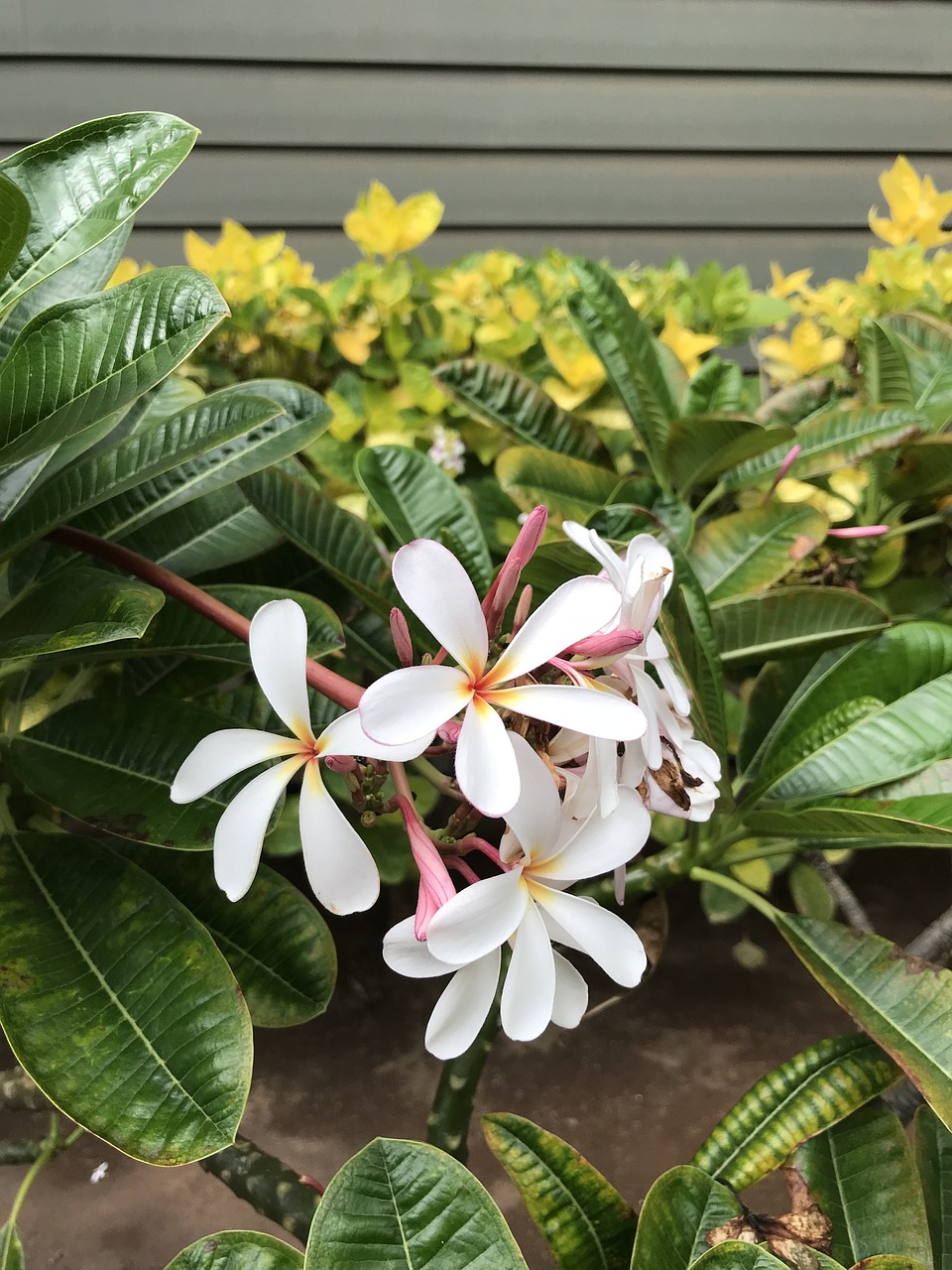 Plumeria, Gėlės, Hawaii, Nemokamos Nuotraukos,  Nemokama Licenzija