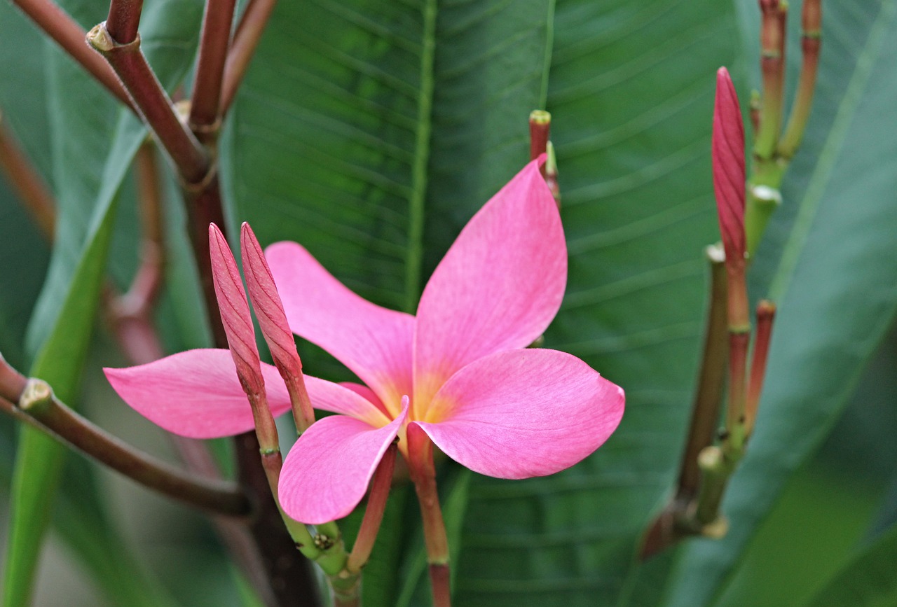 Plumeria, Žiedas, Žydėti, Rožinis, Frangipani, Gėlė, Egzotiškas, Flora, Šventyklos Medis, Dekoratyvinis Augalas