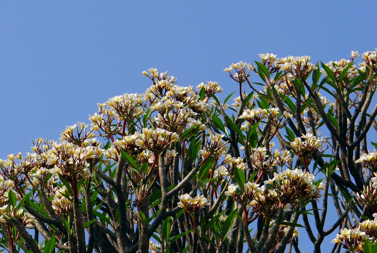 Plumeria, Frangipani, Gėlės, Medis, Žiedai, Indija, Nemokamos Nuotraukos,  Nemokama Licenzija