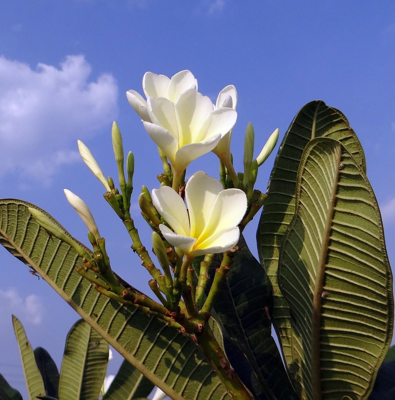 Plumeria, Frangipani, Gėlė, Balta, Mėlynas Dangus, Indija, Nemokamos Nuotraukos,  Nemokama Licenzija