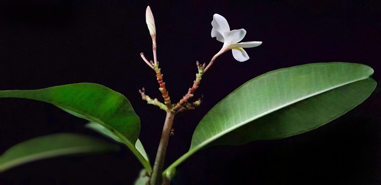 Plumeria,  Gėlė,  Rubra,  Frangipani,  Raudona,  Žiedlapis,  Subtilus,  Gamta,  Gražus,  Elegantiškas