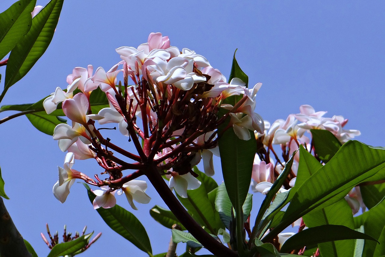 Plumeria, Frangipani, Gėlė, Žiedas, Atogrąžų, Karnataka, Indija, Nemokamos Nuotraukos,  Nemokama Licenzija