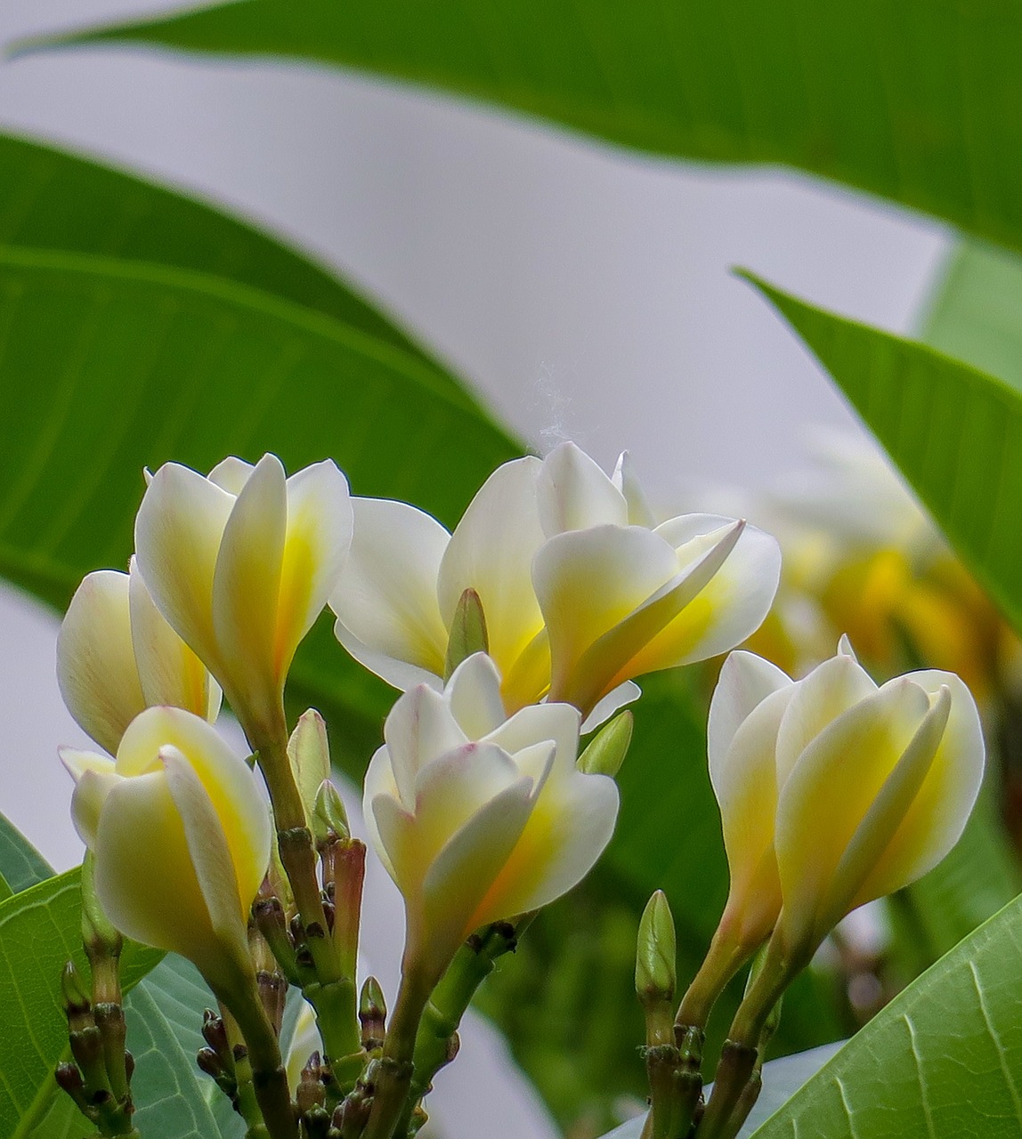 Plumeria,  Pobūdį,  Augalų,  Sodas,  Lapų,  Geltona,  Baltos Spalvos,  Lauko,  Žydi,  Gėlių S