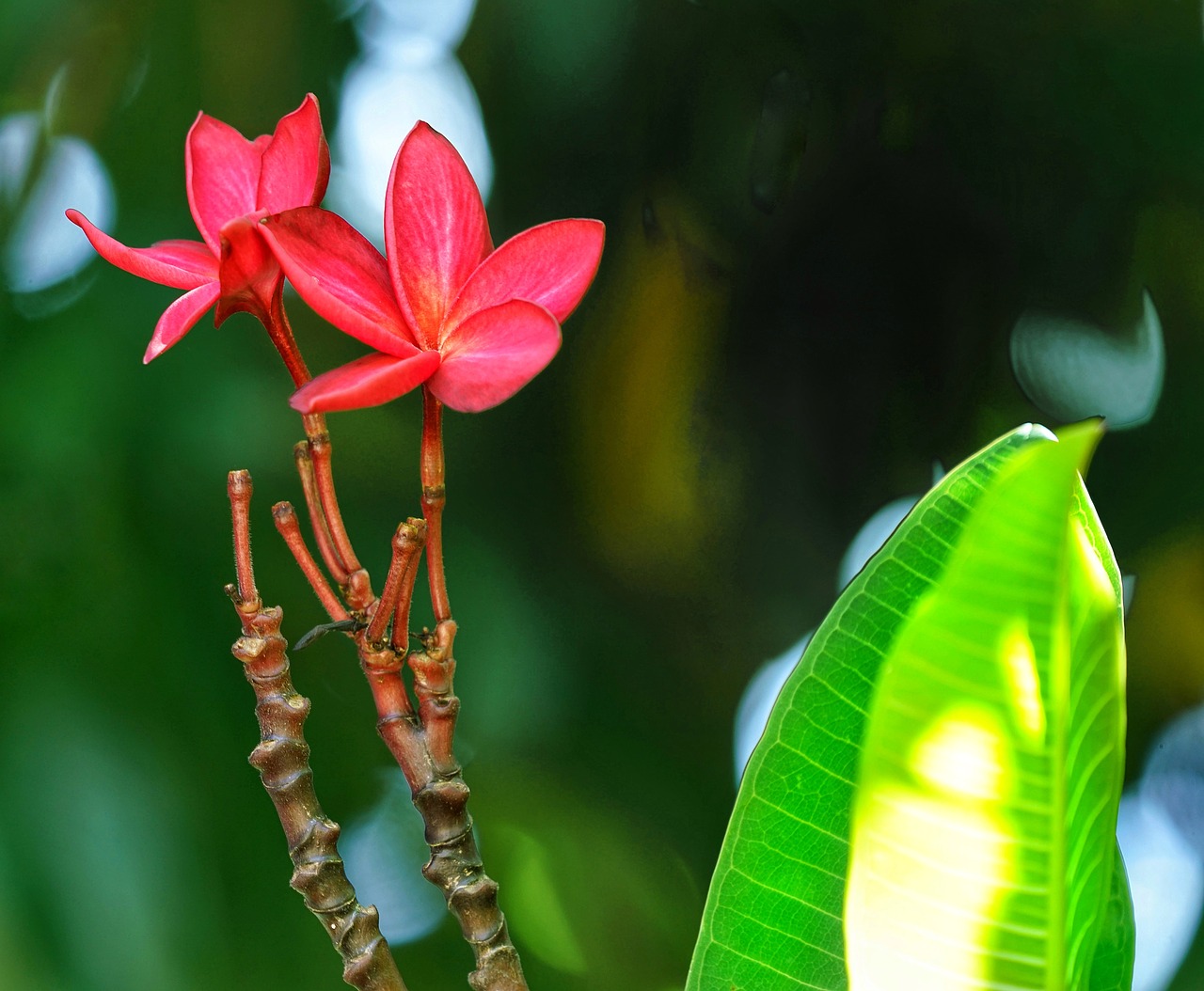 Plumeria,  Raudona,  Floros,  Vasara,  Gėlė,  Lauke,  Sodas,  Augimas,  Parkas,  Mediena