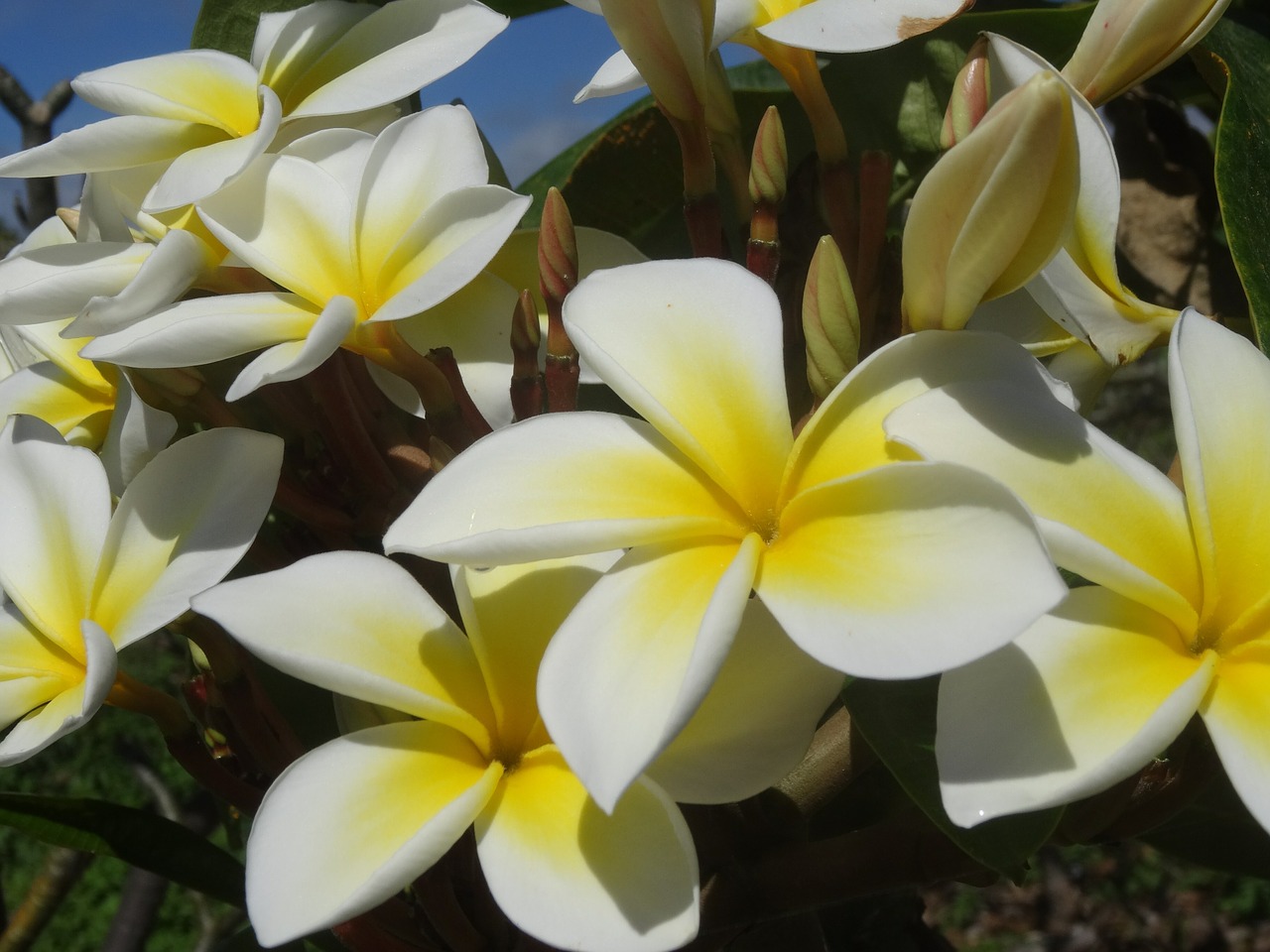 Plumeria, Žiedas, Žydėti, Kvepalai, Grožis, Gėlė, Frangipani, Nemokamos Nuotraukos,  Nemokama Licenzija