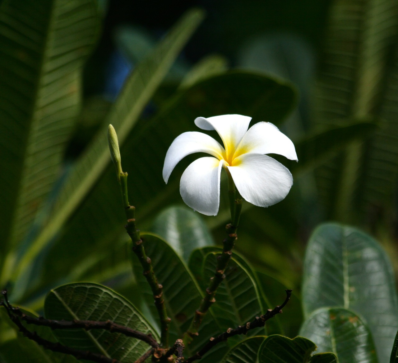 Plumeria, Hawaii, Sala, Gėlė, Atogrąžų, Žiedas, Balta, Žiedlapis, Žydėti, Geltona