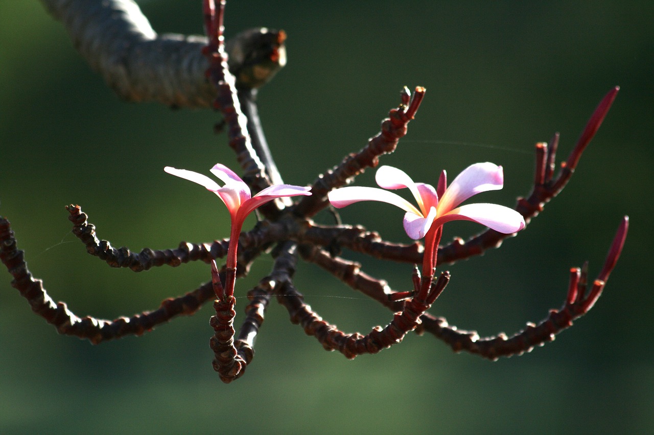 Plumeria, Gėlė, Augalas, Medis, Žiedas, Balta, Rožinis, Žydėti, Hawaii, Gamta