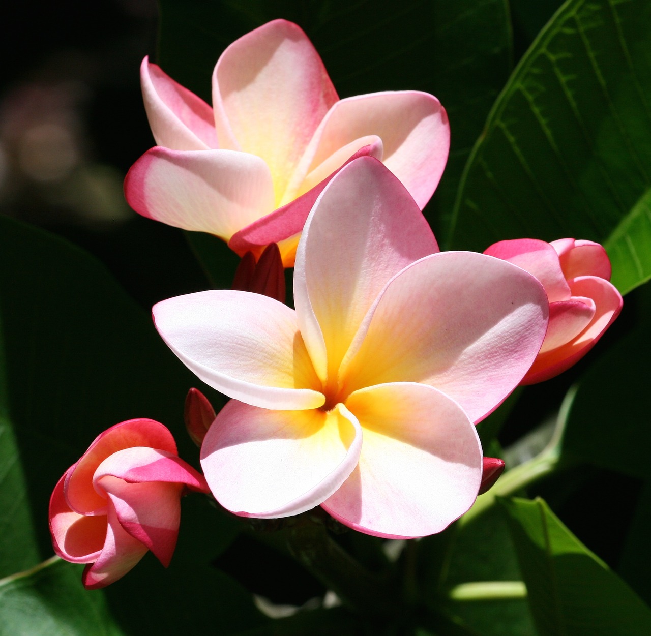 Plumeria, Gėlės, Egzotiškas, Atogrąžų, Gamta, Žiedas, Balta, Vasara, Žydėti, Rožinis