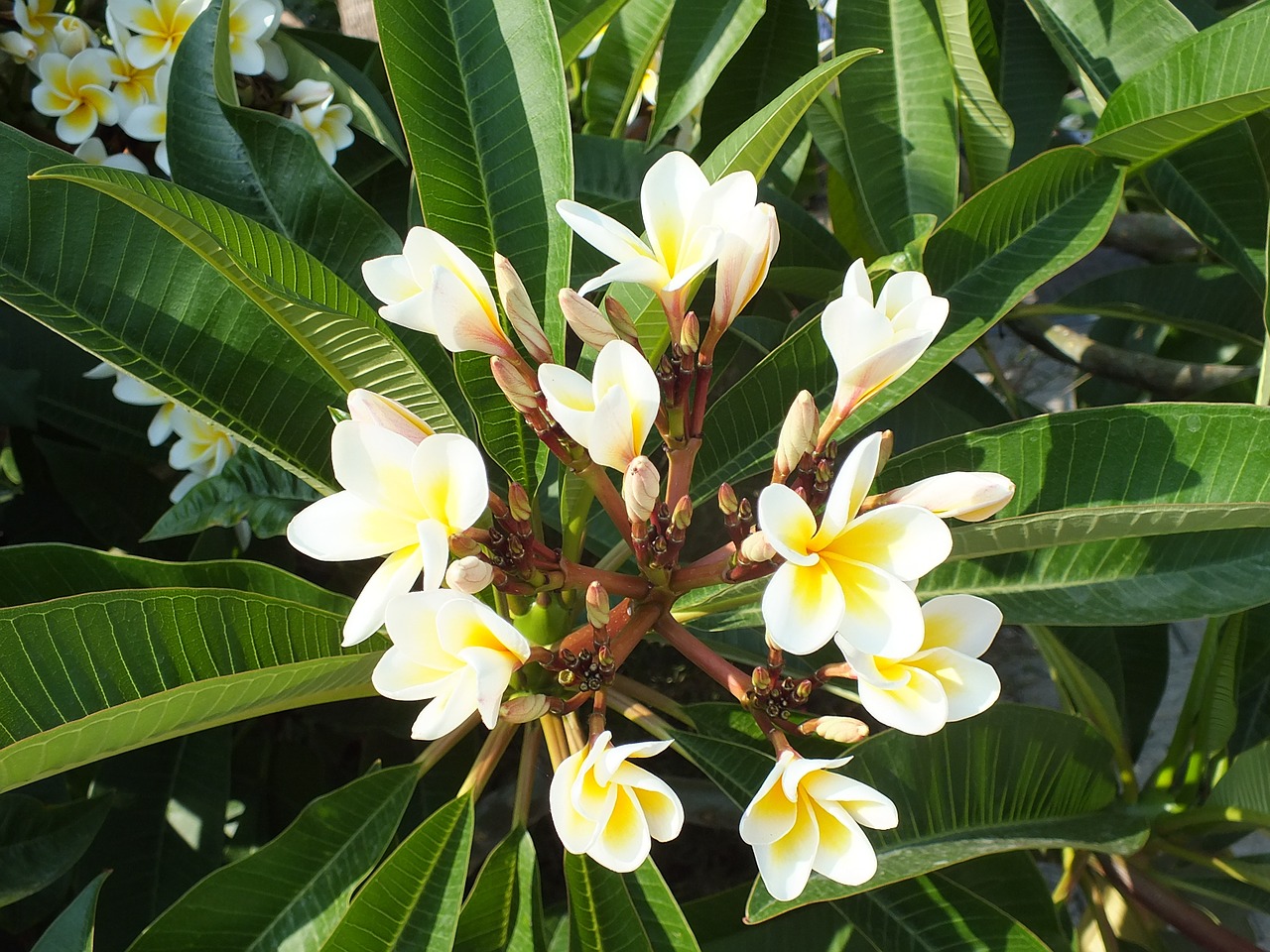 Plumeria, Egzotiškas, Gėlė, Atogrąžų Augalas, Balta, Nemokamos Nuotraukos,  Nemokama Licenzija