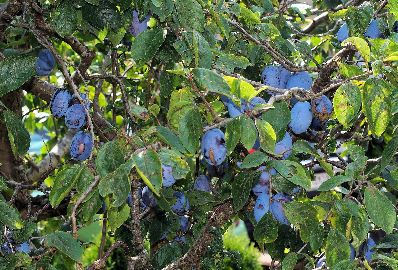 Slyvos, Slyvų Medis, Vaismedis, Skanus, Uždaryti, Sodas, Vaisiai, Maistas, Saldus, Mėlynas