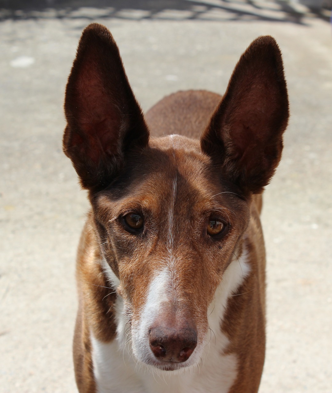 Podenco, Šuo, Medžiotojas, Ilgai Ausis, Portretas, Šunų Veislė, Naminis Gyvūnėlis, Brangioji, Grakštus, Greitai