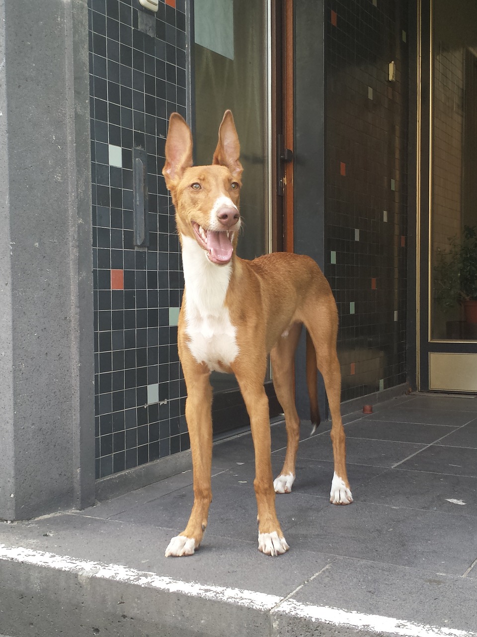 Podenco, Šuo, Sumaišyti, Gyvūnas, Ausys, Klausytis, Žiūrėti, Nemokamos Nuotraukos,  Nemokama Licenzija