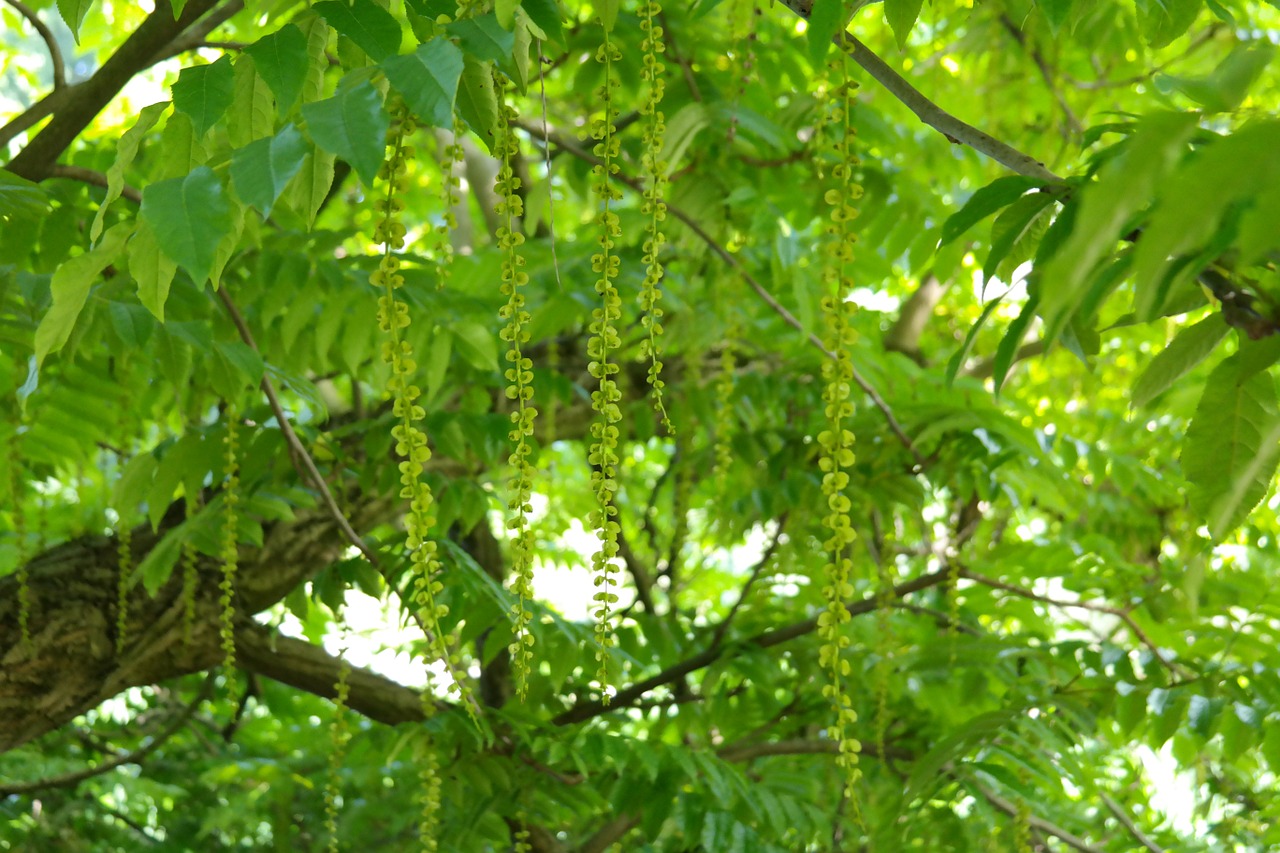 Ankštiniai, Vaisiai, Filialas, Lapai, Žalias, Fluegelfruechte, Atgal Šviesa, Pterocarya Fraxinifolia, Lapuočių Medis, Sparno Riešutas