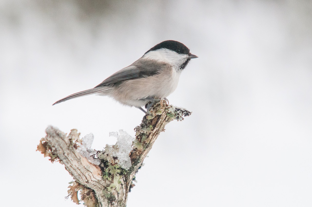 Poecile Montanus, Gluosnis, Paukštis, Gamta, Nemokamos Nuotraukos,  Nemokama Licenzija