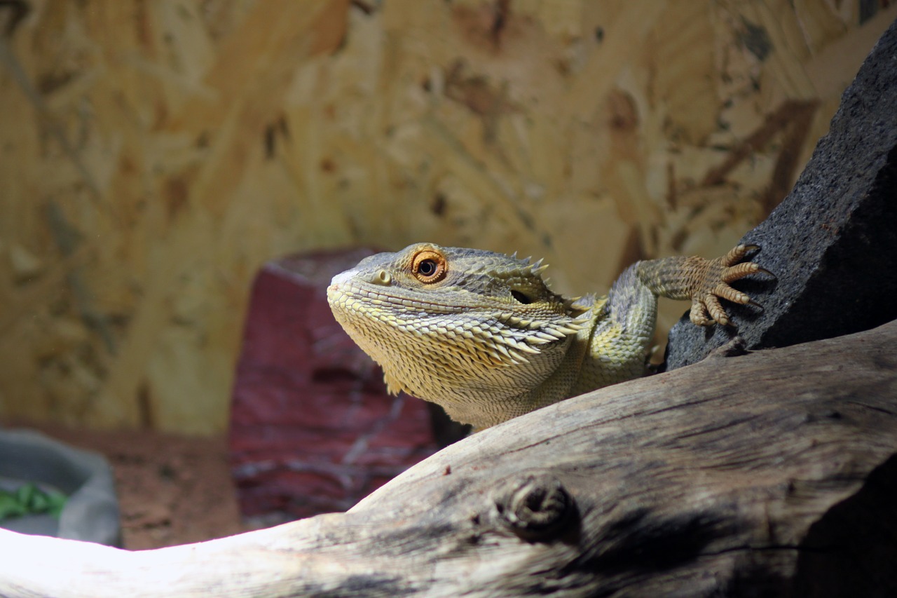 Pogona, Pogona Vitticeps, Barzdotas, Drakonas, Gyvūnas, Ropliai, Gamta, Driežas, Naminis Gyvūnėlis, Vitticeps