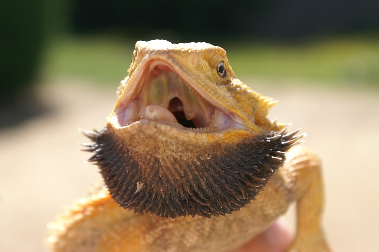 Pogona, Ropliai, Driežas, Nemokamos Nuotraukos,  Nemokama Licenzija