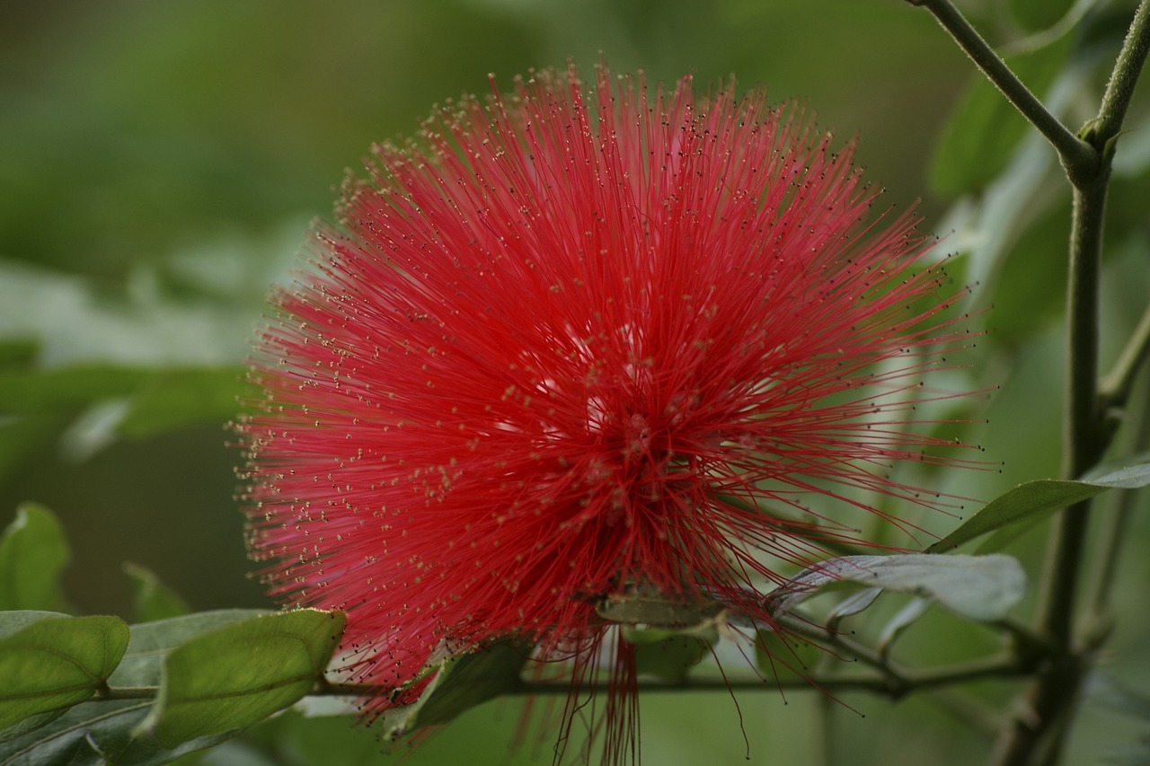 Pohutukawa, Žiedas, Žydėti, Naujoji Zelandija Kalėdų Eglutė, Raudona, Žalias, Nemokamos Nuotraukos,  Nemokama Licenzija