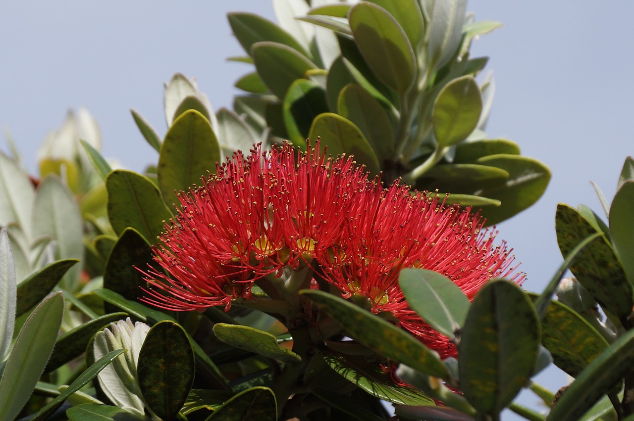 Pohutukawa,  Naujoji Zelandija,  Gimtoji,  Medis,  Gėlė, Nemokamos Nuotraukos,  Nemokama Licenzija