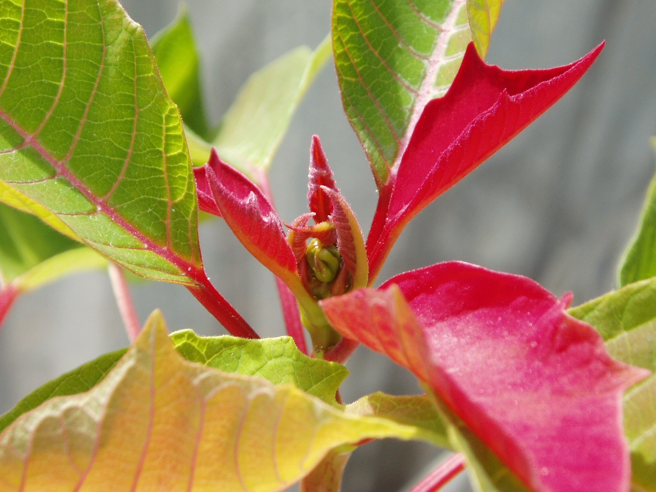 Poinsettia, Raudona, Lapai, Gamta, Augalai, Nemokamos Nuotraukos,  Nemokama Licenzija