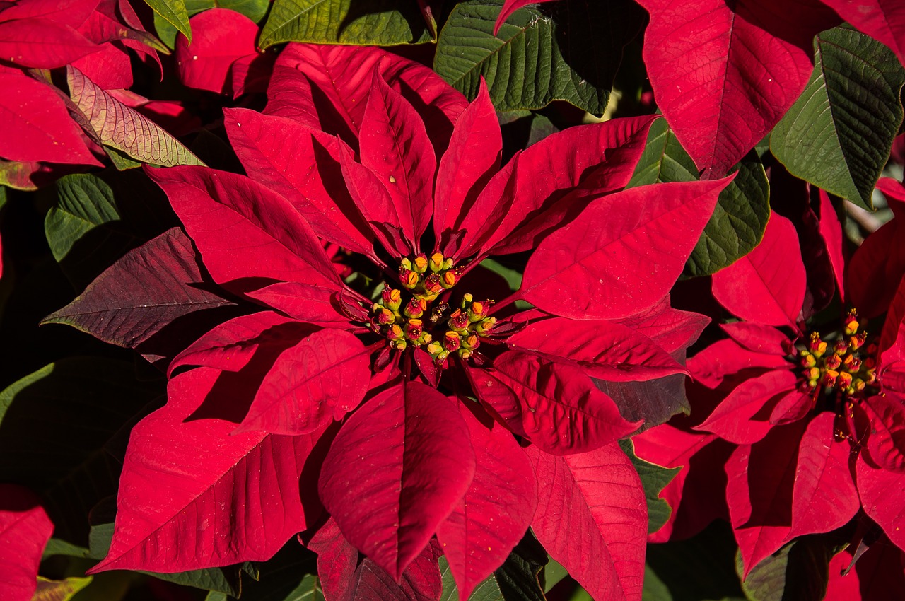 Poinsettia, Lapai, Gėlės, Raudona, Šviesus, Kalėdos, Nemokamos Nuotraukos,  Nemokama Licenzija