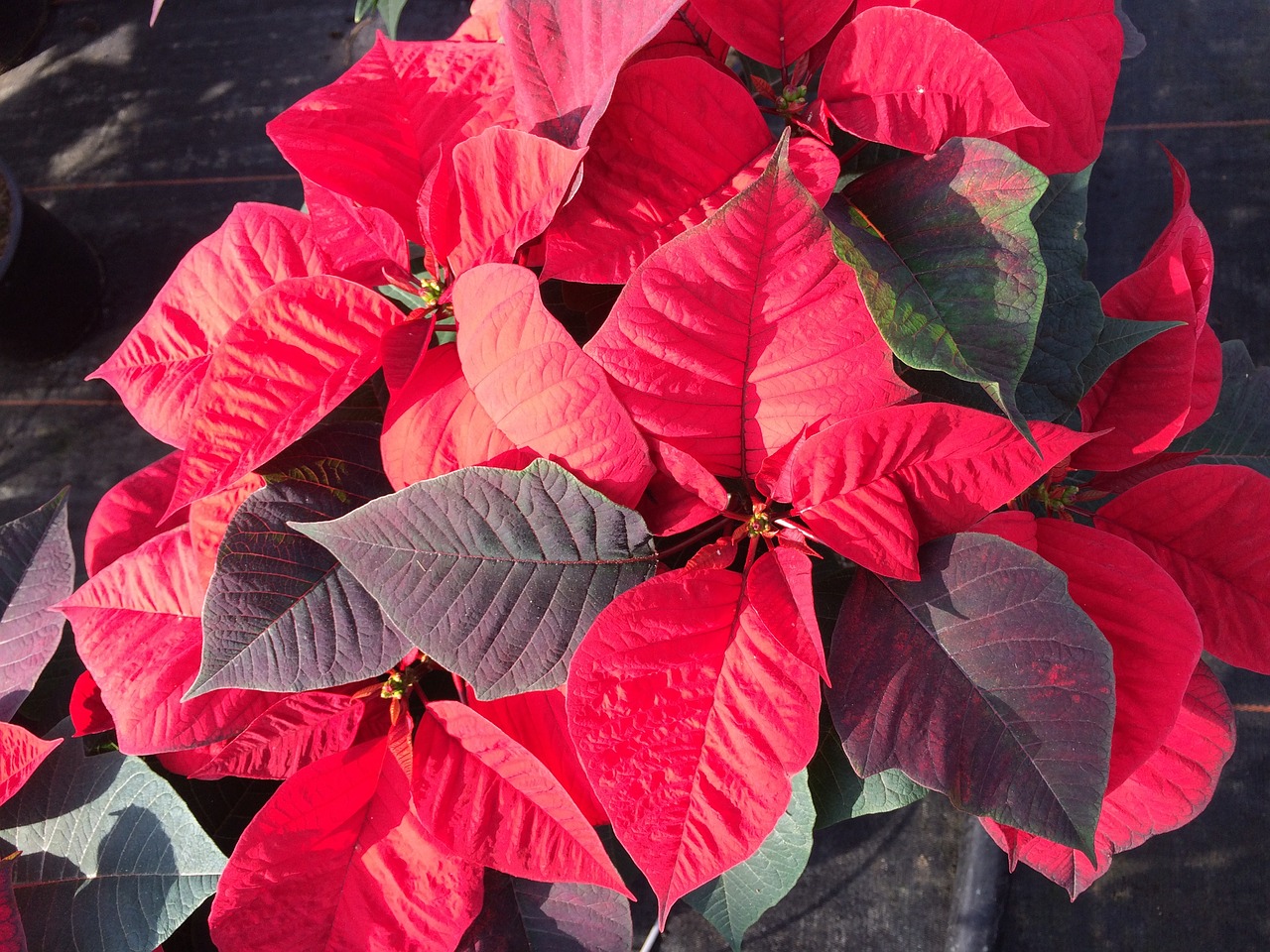 Poinsettia, Raudona Gėlė, Gėlė, Žiema, Žiedas, Žydėti, Raudona, Uždaryti, Kalėdos, Nemokamos Nuotraukos