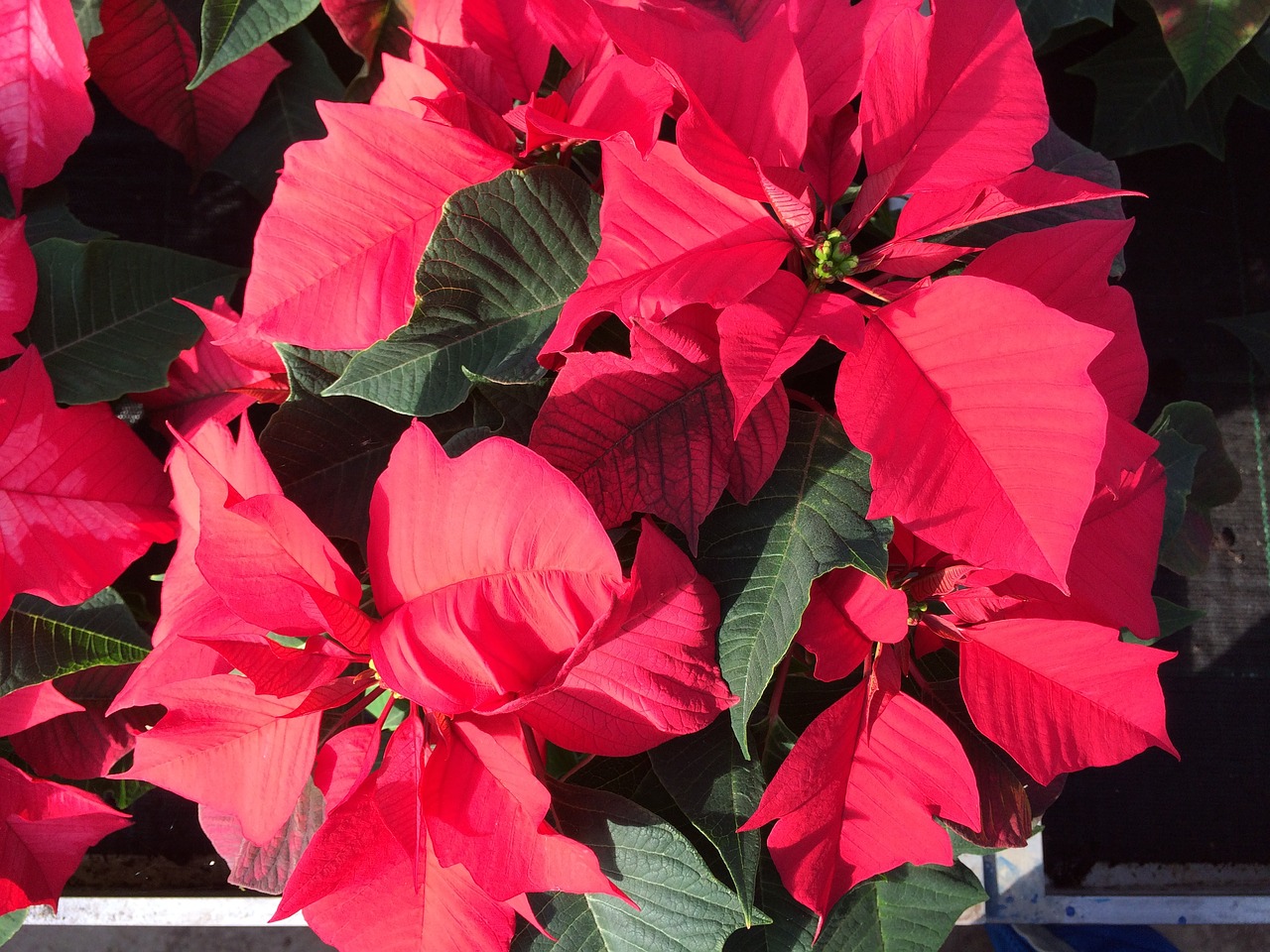 Poinsettia, Raudona Gėlė, Gėlė, Žiema, Žiedas, Žydėti, Raudona, Uždaryti, Kalėdos, Nemokamos Nuotraukos